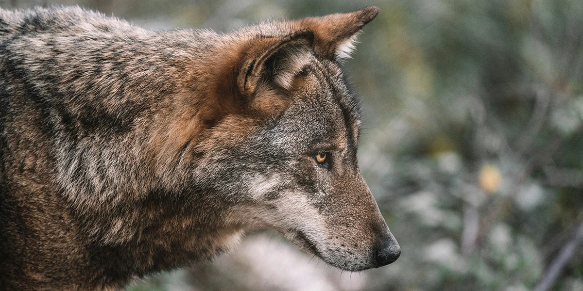 Wollef | © Federico Di Dio / Unsplash Wollef | © Federico Di Dio / Unsplash