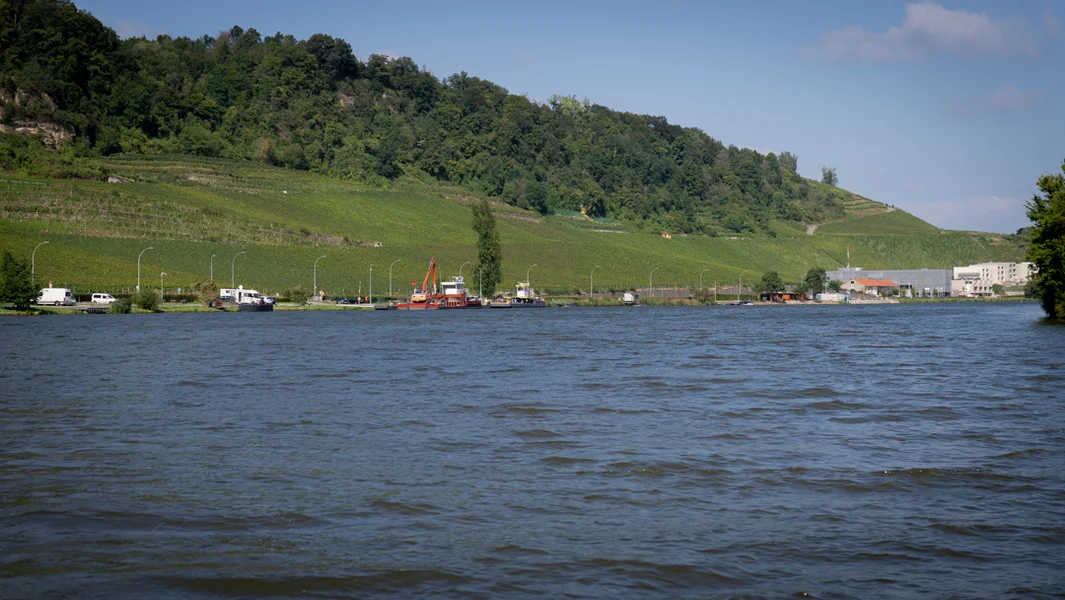 Cyano-Bakterien an der Musel just an niddreger Quantitéit nogewise ginn | © Morgane Weidig