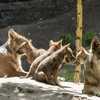 Belsch Wollefsruddelen: "D'Wahrscheinlechkeet klëmmt" och zu Lëtzebuerg | © picture alliance / imageBROKER | Ronald Wittek