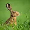 Mouvement écologique rifft zur Huesenzielung op | © Bigstock