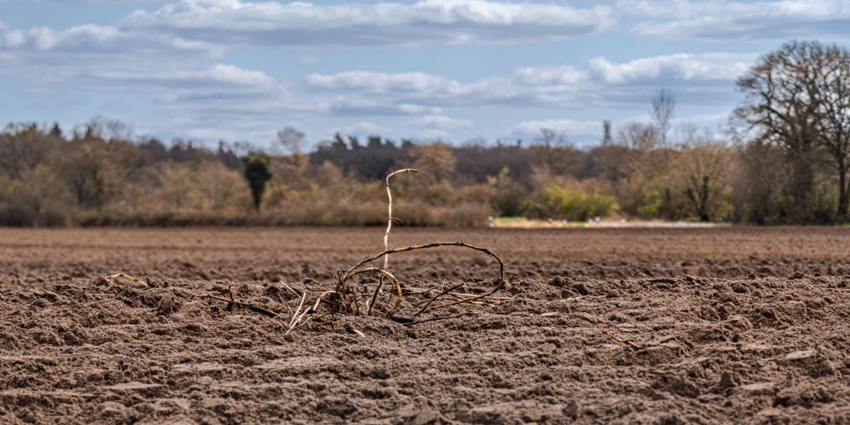 Zweetwäermste Mäerz zënter den Opzeechnungen: 1,48 Grad iwwer dem Duerchschnëtt | © picture alliance/dpa | Markus Scholz