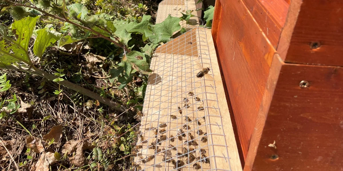 Et annoncéiert sech eng grouss Hunnegrecolte zu Lëtzebuerg | © Carole Schimmer