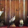 Taxidermist: Kee Beruff wéi een aneren | © Bigstock