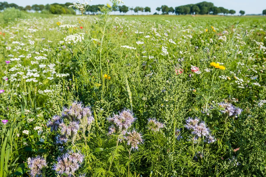Natur&ëmwelt fuerdert een ambitionéierten a kohärente Restauratiounsplang fir d'Natur | © Bigstock