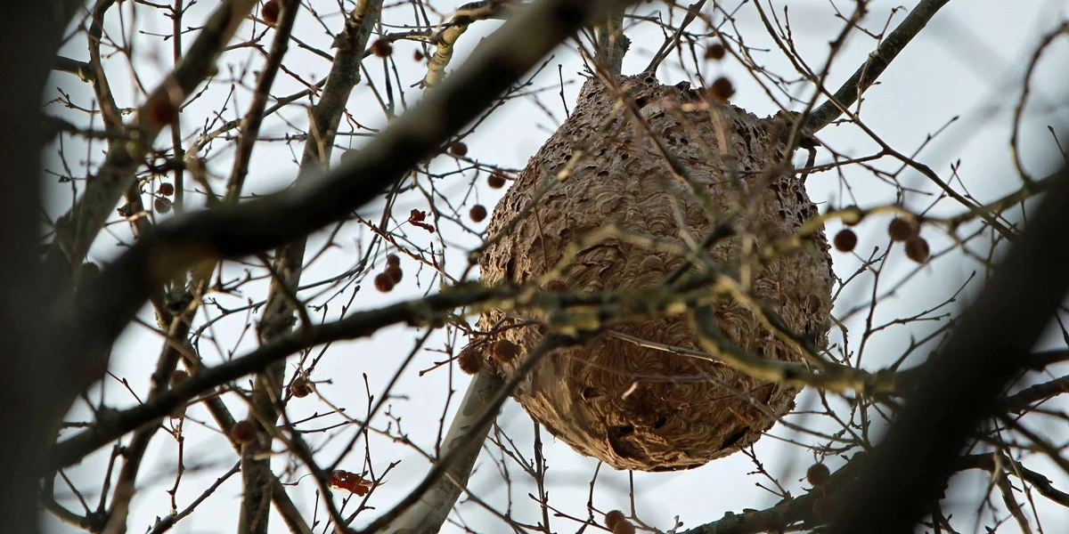 Urgenceplang fir d'Ausbreede vun der asiatescher Runn ze bremsen  | © EPA/JUNA HERRERO