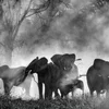 Filmtipp: "Ghost Elephants"