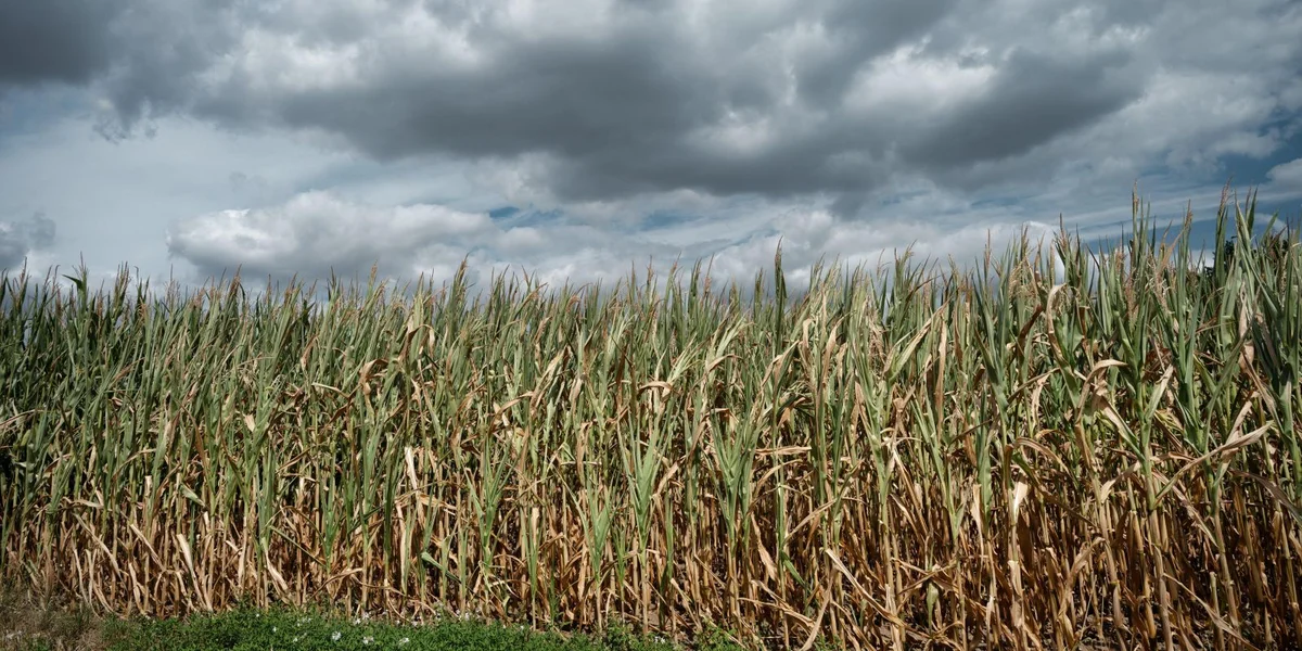 Bauer hätt säi Beschtméiglecht gemaach: Landwirtschaftskammer begréisst nei Hëllefen | © picture alliance / CHROMORANGE | Gerd Harder
