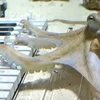 En Oktopus spillt Piano | © Mattias Krantz / YouTube