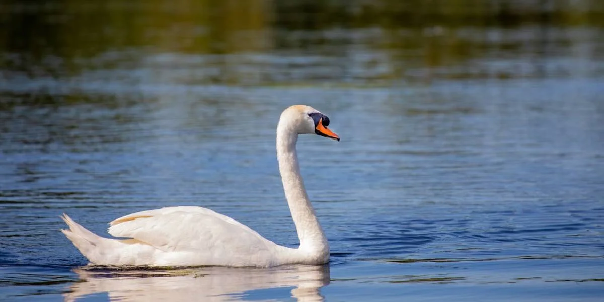 "Mein lieber Schwan" - Een Zitat aus "Lohengrin" vum Richard Wagner | © Pixabay